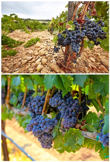 Close-up of ripe dark purple wine grapes on the vine in a Lodi vineyard.