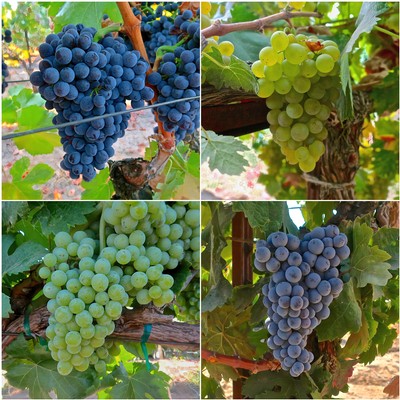 Close-up of different grape clusters in Lodi vineyards, showcasing ripe blue, green, and purple grapes.