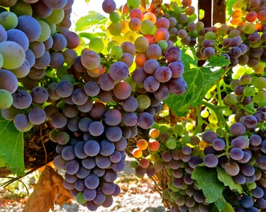 Close-up of ripe purple and green wine grapes on the vine in Lodi, California.