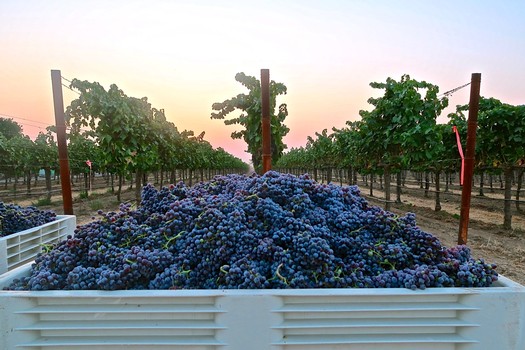 Vineyard with ripe grapes ready for harvest in Lodi, California, during sunset.