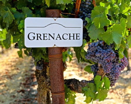 Close-up of a Grenache grapevine with a sign, showing ripe purple grapes in a vineyard setting.