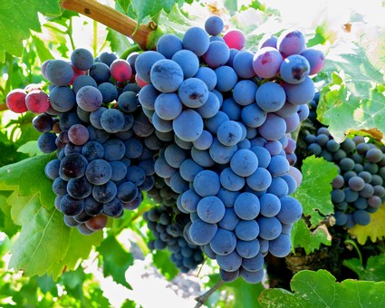 Close-up of ripe blue and purple winegrapes on the vine in Lodi, California.