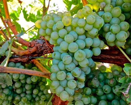 Close-up of a lush green grape cluster on a vine in Lodi wine region.