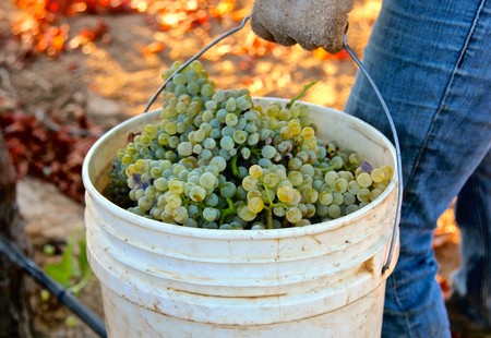Person harvesting green grapes into a white bucket in a vineyard during fall.