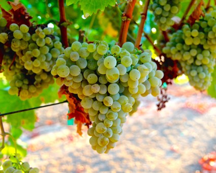 Close-up of a ripe green winegrape cluster hanging from a vine in Lodi, California.