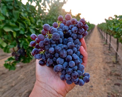 Hand holding a bunch of ripe purple grapes in a vineyard during daytime.