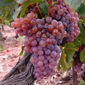 Close-up of ripe purple winegrapes on a vine in Lodi, California, ready for harvest.