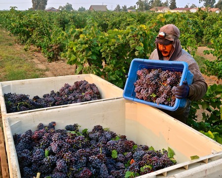 Worker harvesting ripe grapes in Lodi vineyard for wine production.