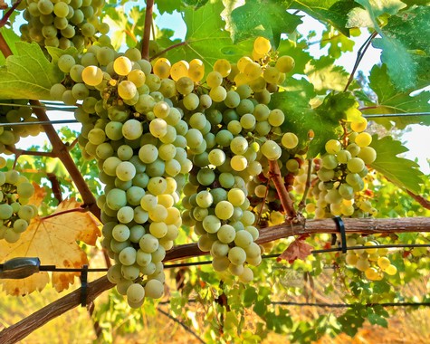 Close-up of a ripe white wine grape cluster hanging from a vine in Lodi, California.