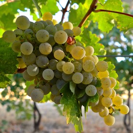 Close-up of a ripe white wine grape cluster hanging on the vine in Lodi, California.