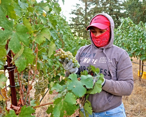 Worker harvesting ripe grapes in a Lodi vineyard during the harvest season.