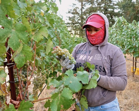 Person harvesting grapes in Lodi vineyard wearing mask and hoodie for safety and sun protection.