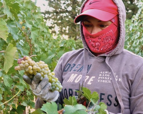 Person harvesting grapes in a vineyard, wearing a pink cap, face mask, and gloves, surrounded by green grapevines.