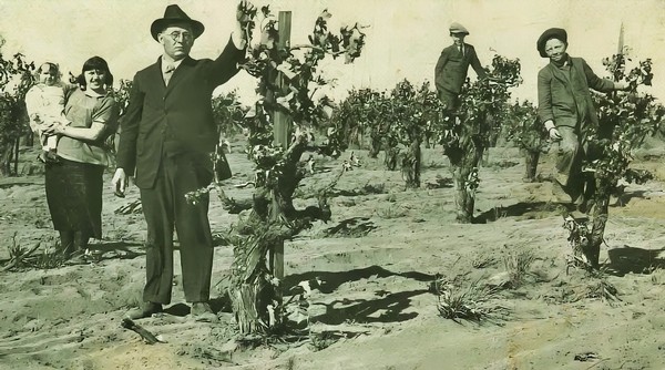 Vintage photo of workers and a man in a suit harvesting grapes in a vineyard.
