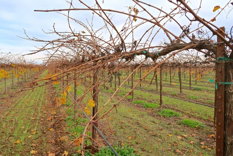 Vineyard rows with leafless grapevines in Lodi, California, during autumn season.