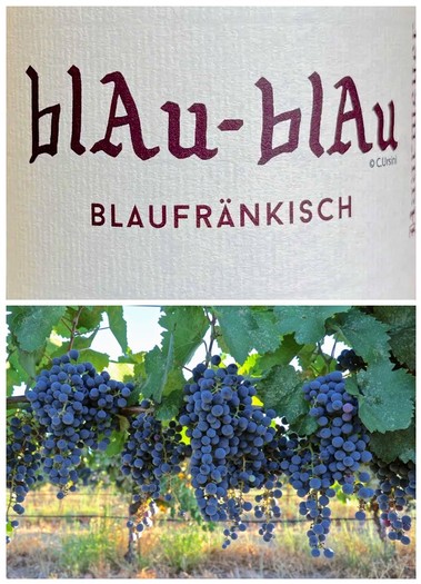 Close-up of ripe blue-black grapes hanging on the vine in a vineyard for Lodi Winegrape Commission.