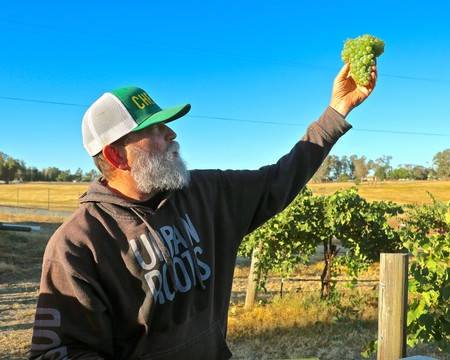 Man holding a bunch of green grapes in a vineyard during harvest season in Lodi, California.