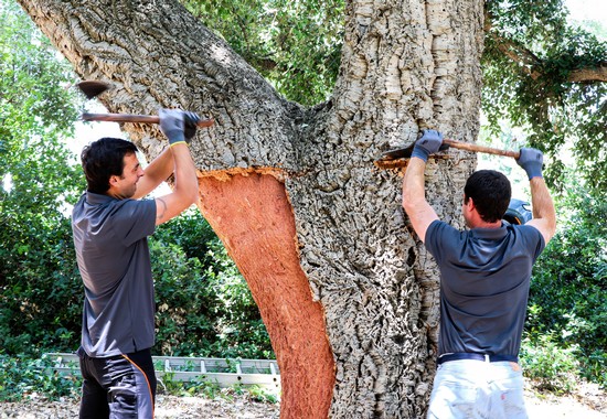 Two workers inspecting a large tree for health and growth in a vineyard area.