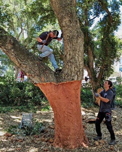 Person painting the trunk of a large tree with orange paint at Lodi Winegrape Commission event.