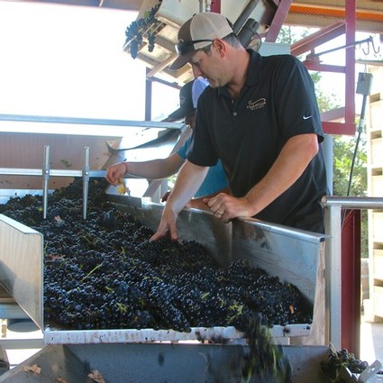 Winemaker inspecting freshly harvested Lodi winegrapes in a winery setting.