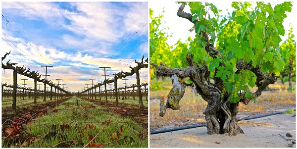 Lodi winegrape vineyard with pruned vines and a mature grapevine with green leaves.