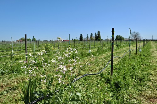 Vineyard with grapevines and irrigation system in Lodi, California, under clear blue sky.