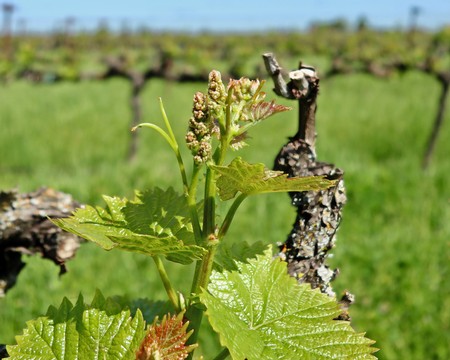 Close-up of a young winegrape vine with leaves and developing grape clusters in Lodi, California.