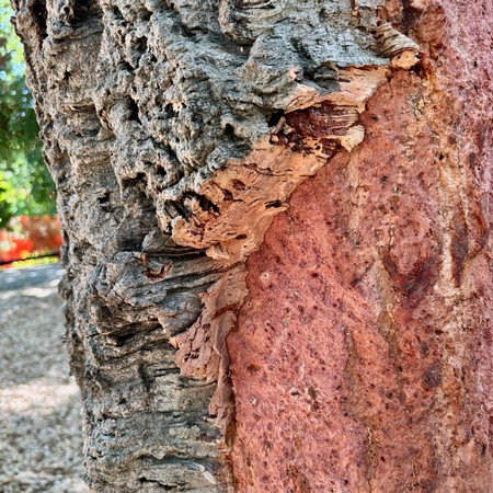 Detailed close-up of tree bark showing textured gray and reddish-brown layers in Lodi wine region.