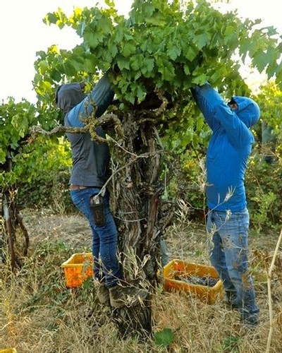 Two workers harvest grapes from a vine in a Lodi vineyard during the winegrape season.