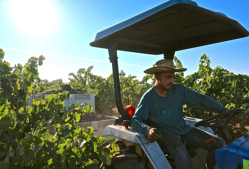Farmer on tractor working in lush Lodi winegrape vineyard during sunny day.