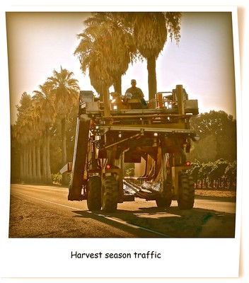 Harvest season traffic with a tractor in Lodi wine country during grape harvesting.
