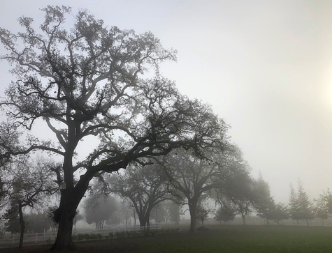 Misty landscape with large oak trees in Lodi, California, showcasing natural beauty and vineyard surroundings.