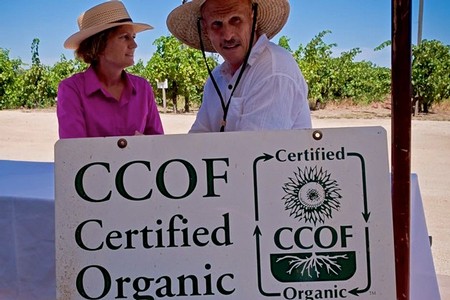 Two people in a vineyard with a CCOF Certified Organic sign, discussing organic winegrowing practices.