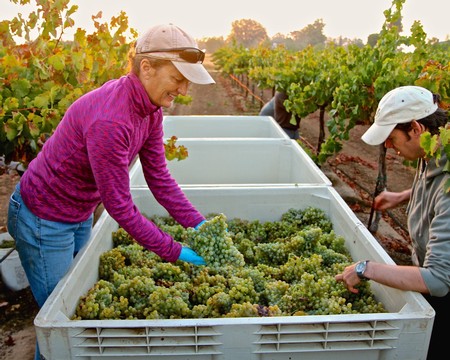 Workers harvesting grapes in a Lodi vineyard during the daytime.