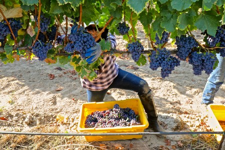 Worker harvests ripe grapes in Lodi vineyard during harvest season for wine production.