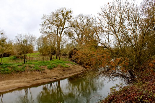 Scenic view of a river with trees and vineyard in Lodi, California during fall.