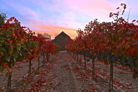 Vineyard rows in Lodi with red and orange grape leaves at sunset, showcasing premium wine grapes.
