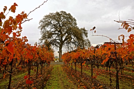 Vineyard in Lodi with autumn-colored grapevines and a large tree in the background.