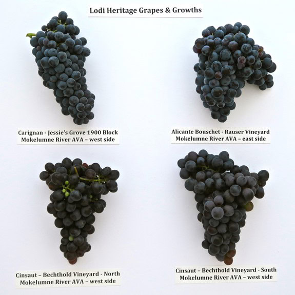 Close-up of four different grape clusters from Lodi Heritage Vineyards, showcasing variety and ripeness.