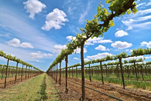 Vineyard rows in Lodi, California, under a bright blue sky with scattered clouds.