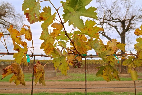 Close-up of grapevine leaves and grapes in a Lodi vineyard during autumn.