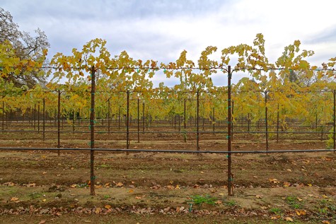 Vineyard rows in Lodi with grapevines and trellises under a cloudy sky.