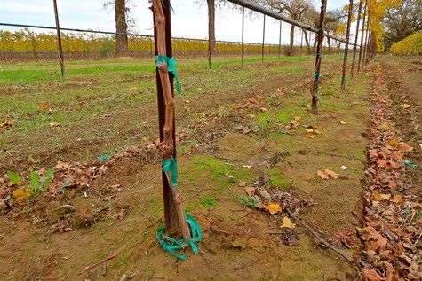 Vineyard rows in Lodi Winegrape region with trellises and autumn leaves.