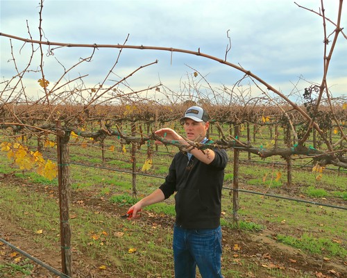 Vineyard worker inspecting grapevines in Lodi wine region during fall season.