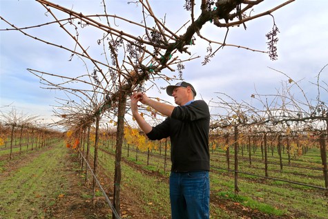 Vineyard worker pruning grape vines in a Lodi wine region vineyard during fall.