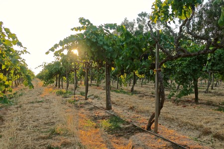 Lodi winegrape vineyard with lush green vines and sunset in the background, showcasing premium grape growing in California.
