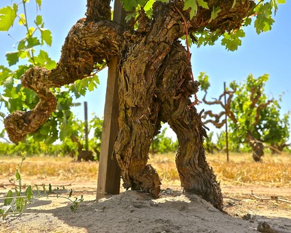 Close-up of a twisted, ancient grapevine trunk in a Lodi vineyard with green leaves and blue sky.