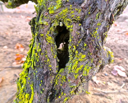 Close-up of a gnarled grapevine trunk covered in yellow-green moss in Lodi wine region.