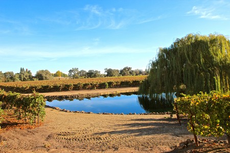 Vineyard with a pond and a large willow tree in Lodi Wine Country, California.