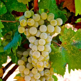 Close-up of a ripe white wine grape cluster on the vine in Lodi, California.